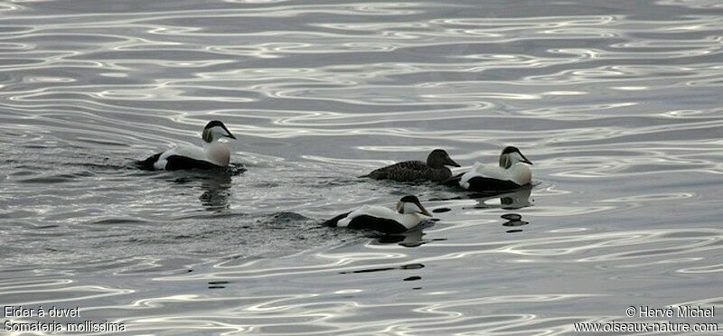 Eider à duvet