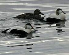 Common Eider