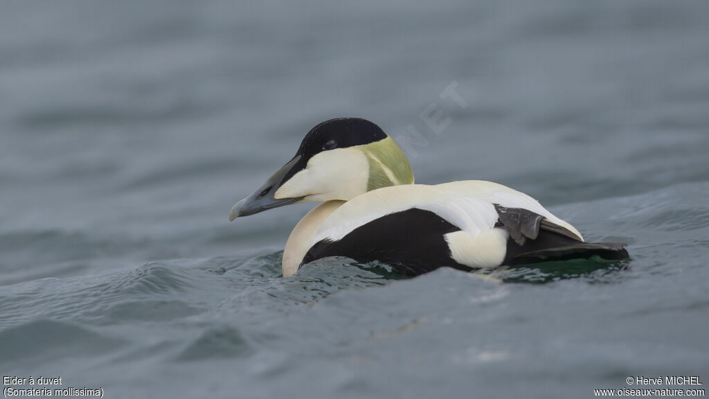 Eider à duvet mâle adulte nuptial