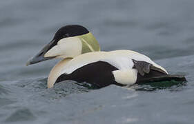 Common Eider