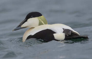 Eider à duvet