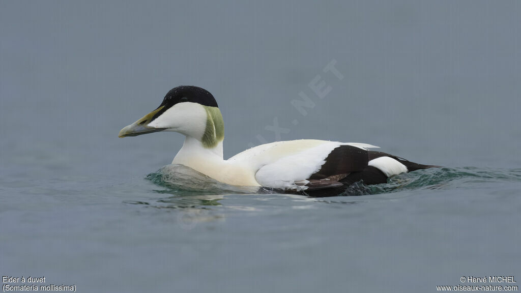 Eider à duvet mâle adulte nuptial