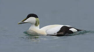 Common Eider