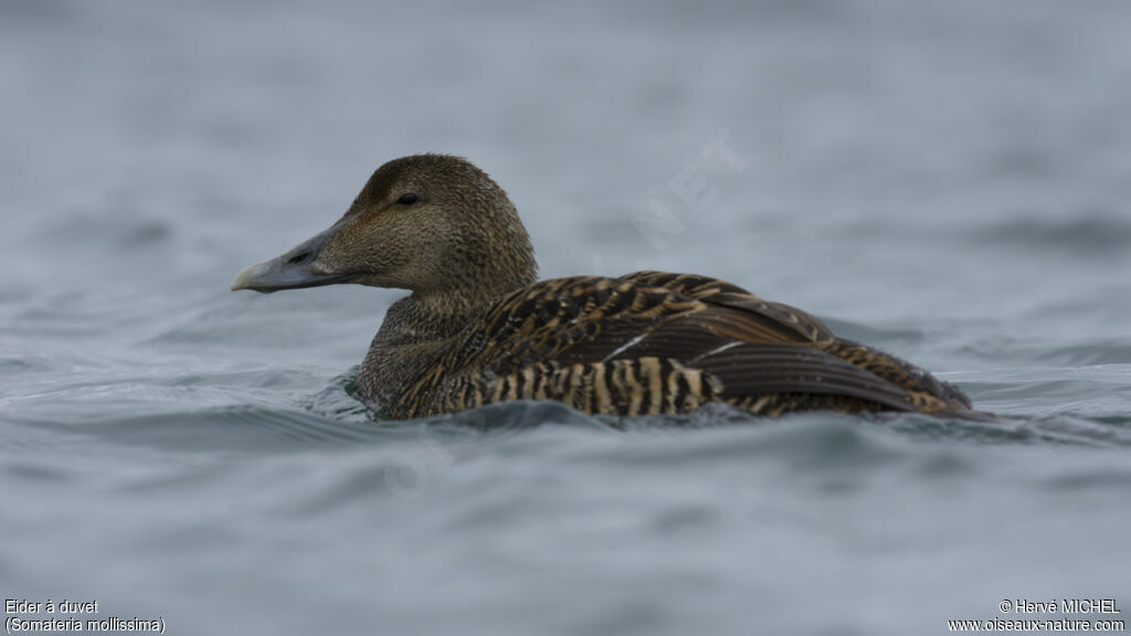 Eider à duvet femelle adulte nuptial