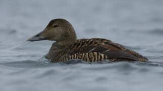 Common Eider