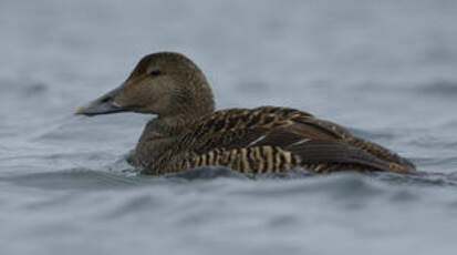 Eider à duvet