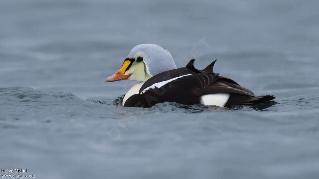 Eider à tête grise mâle adulte nuptial, portrait