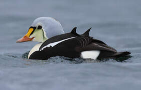 Eider à tête grise