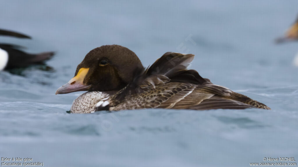 Eider à tête grise mâle immature