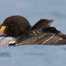 Eider à tête grise
