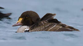 Eider à tête grise