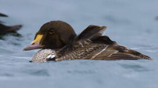 King Eider