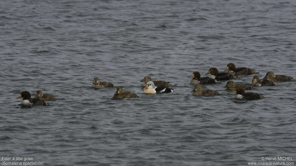 Eider à tête grise