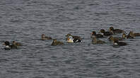 Eider à tête grise