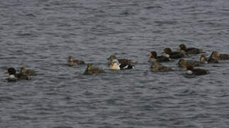 King Eider