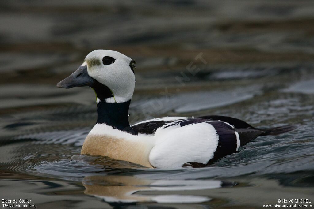 Eider de Steller mâle adulte, identification