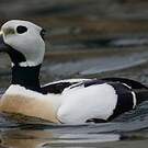 Eider de Steller