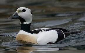 Steller's Eider