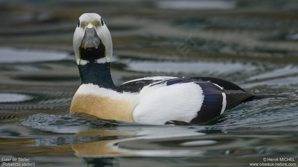 Eider de Steller mâle adulte nuptial