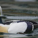 Eider de Steller