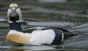 Steller's Eider