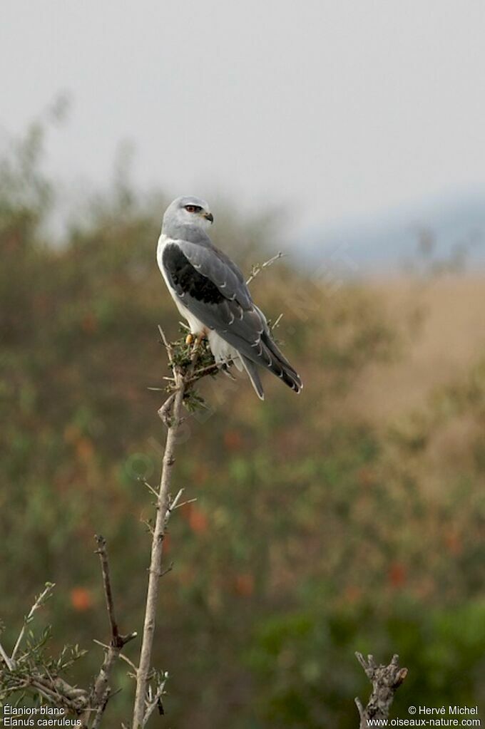 Black-winged Kiteimmature