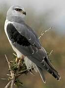 Black-winged Kite