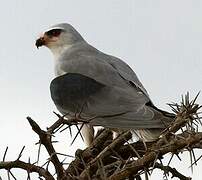 Black-winged Kite