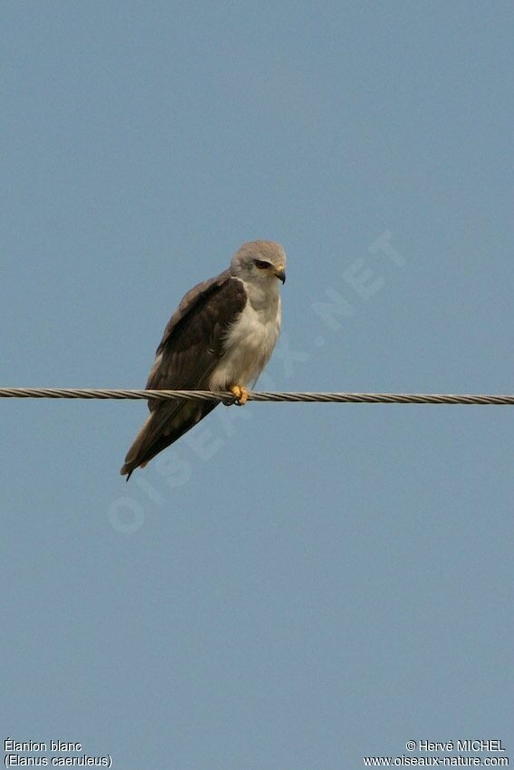 Black-winged Kite