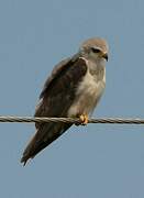 Black-winged Kite