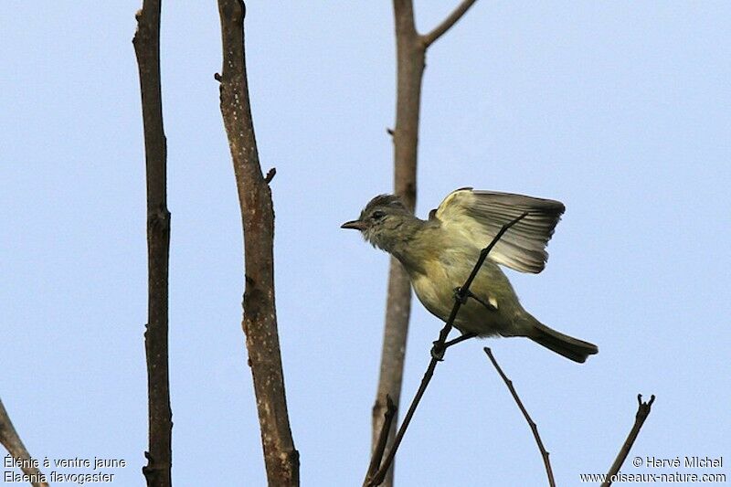 Élénie à ventre jaune, identification