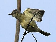 Yellow-bellied Elaenia