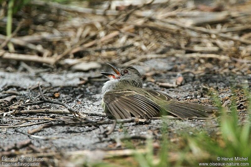 Élénie à ventre jaune, identification