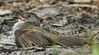 Yellow-bellied Elaenia