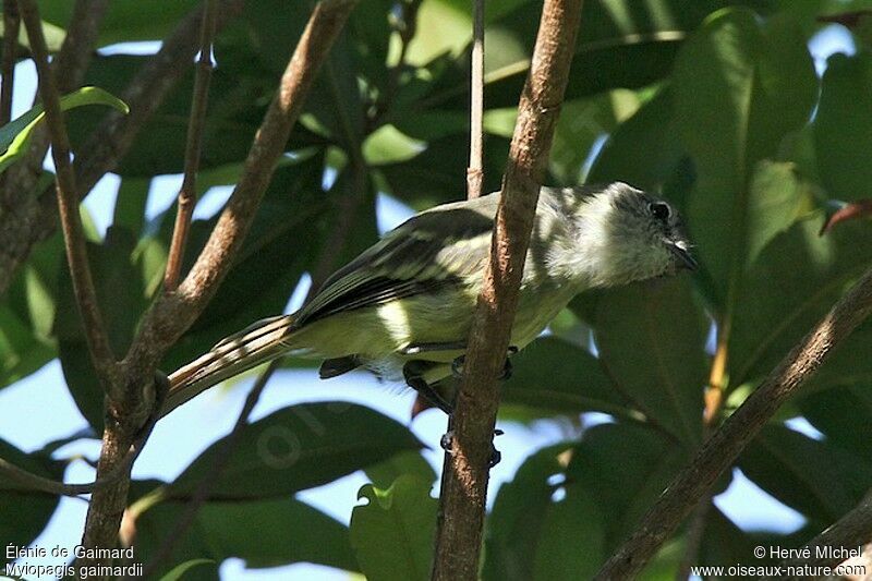 Forest Elaeniaadult, identification