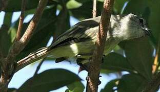 Forest Elaenia