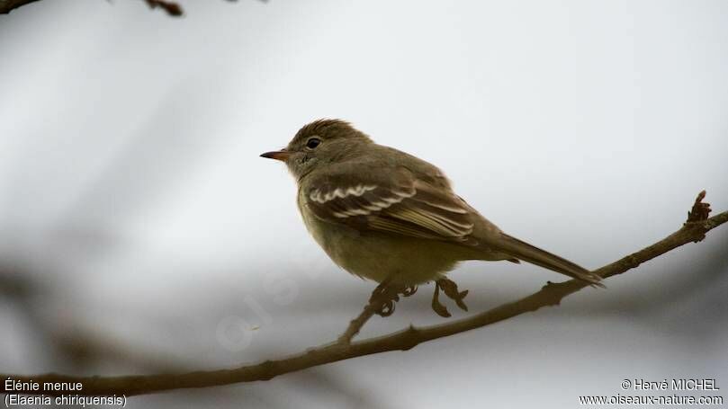 Lesser Elaenia, identification