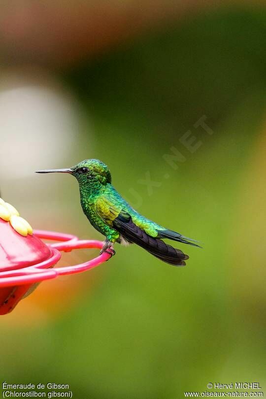 Red-billed Emerald