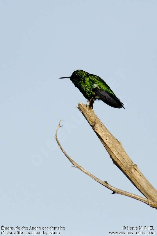 Western Emerald male adult, identification