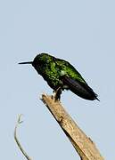 Western Emerald