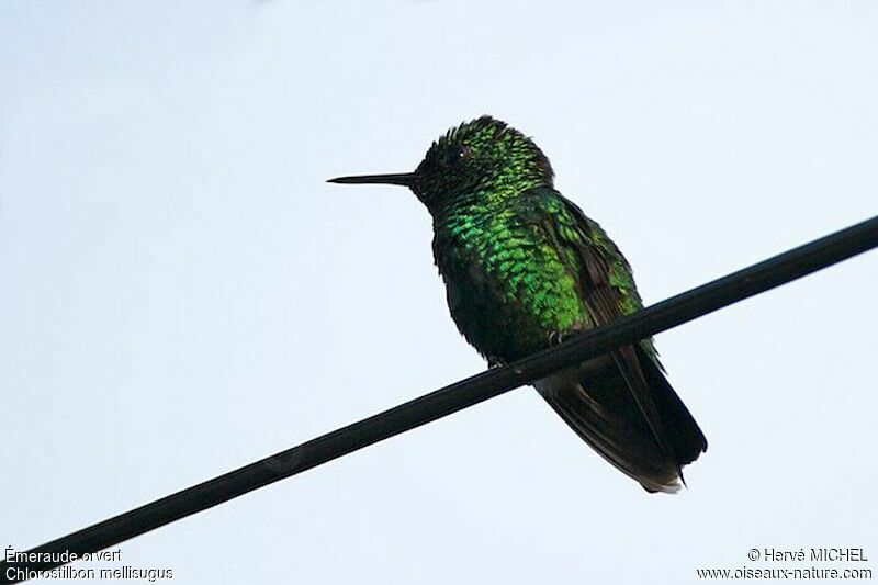 Blue-tailed Emerald male adult, identification