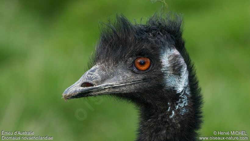 Emu