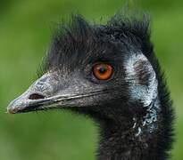 Emu