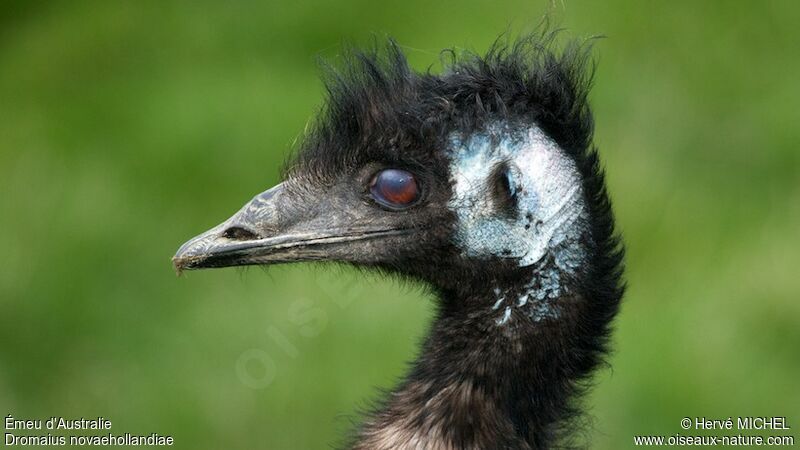 Emu, identification
