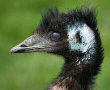 Emu