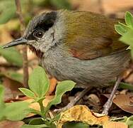 Grey-capped Warbler