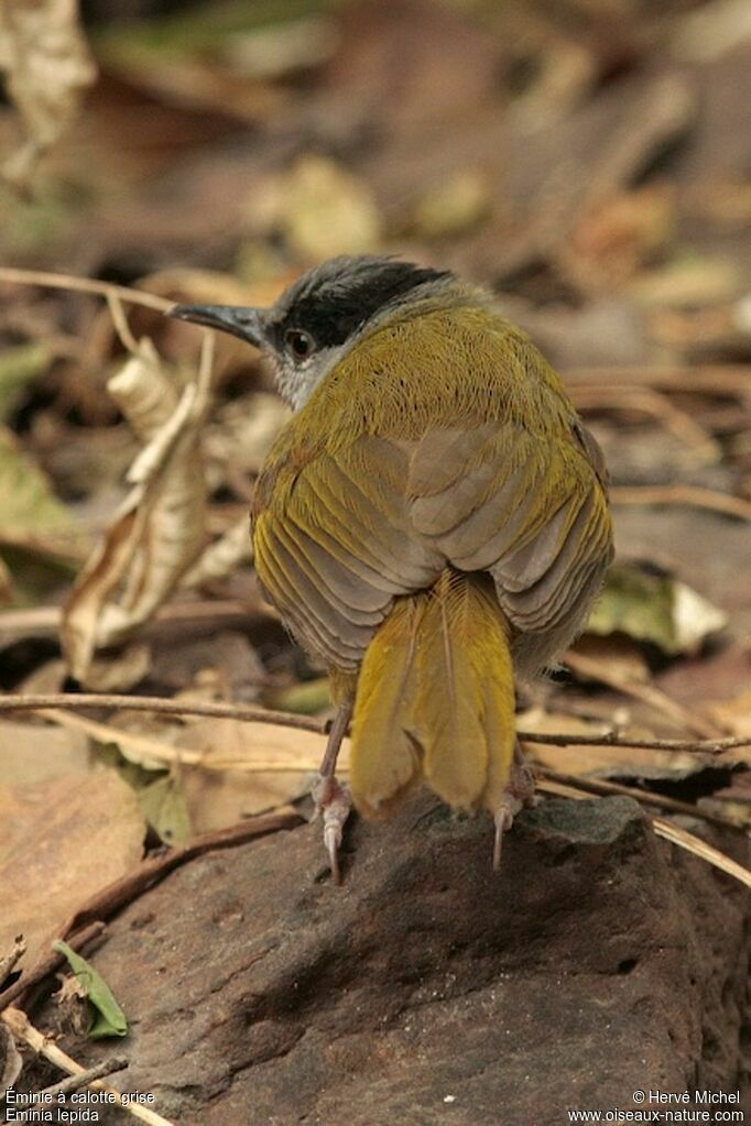 Grey-capped Warbleradult