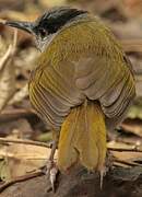 Grey-capped Warbler