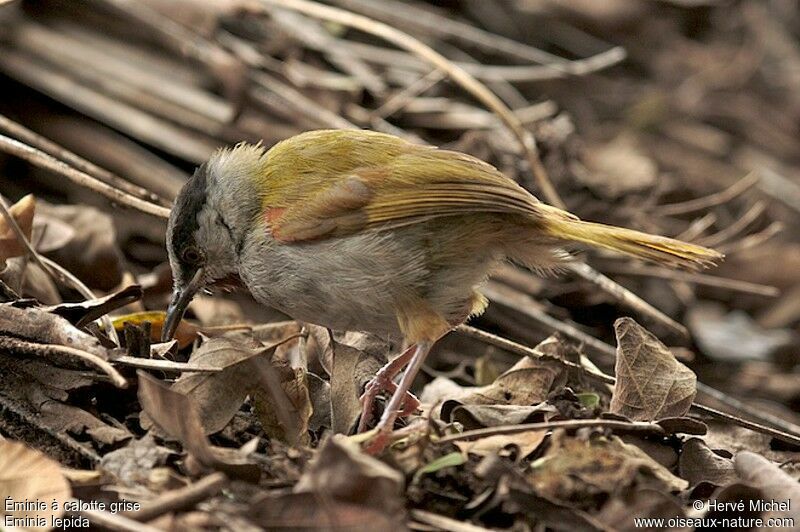 Grey-capped Warbleradult