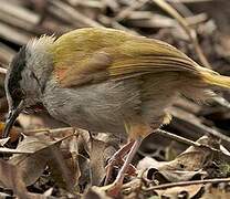 Grey-capped Warbler